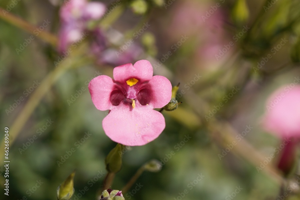 Flower of a Twinspur, Diascia barberae Flower of a Twinspur, Diascia barberae