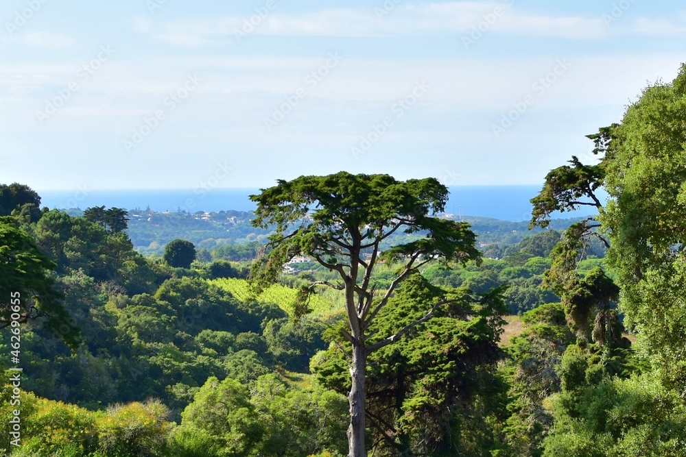 Bright green forest on blurred background of blue sky merging with ocean in the distance