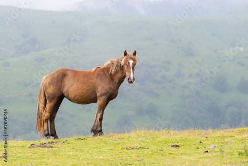 Brown horse in Pyrenees mountains, France overlooking hills and valleys