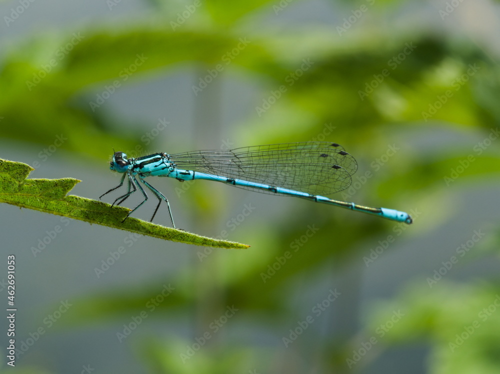 Blue dragonfly on a green leaf. Azure damselfly, Coenagrion Puella Blue dragonfly on a green leaf. Azure damselfly, Coenagrion Puella