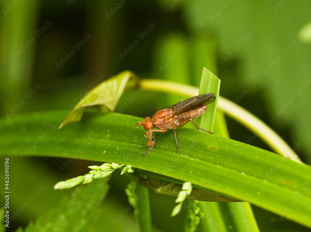 Fly on a leaf. Fly (Dryope flaveola)
Small fly on a green leaf Fly on a leaf. Fly (Dryope flaveola)
Small fly on a green leaf