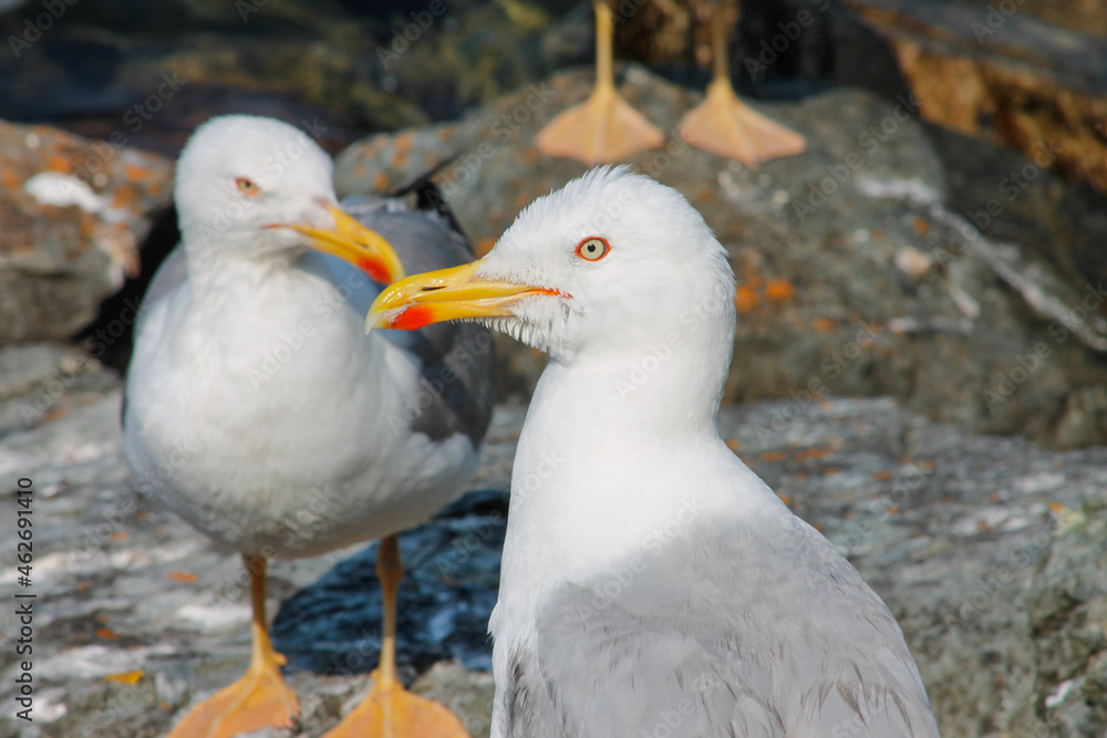 Gaviota de perfil con el ojo amarillo y otra gaviota de fondo Gaviota de perfil con el ojo amarillo y otra gaviota de fondo