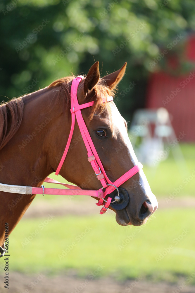 Head shot closeup portrait of a young racehorse Head shot closeup portrait of a young racehorse