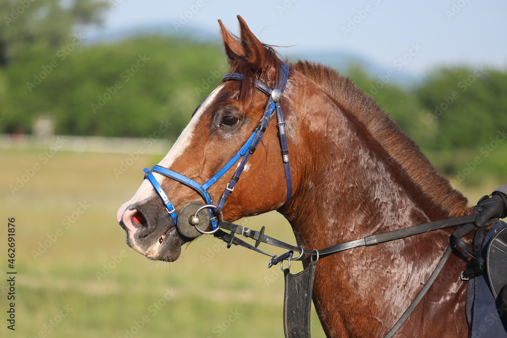Head shot closeup portrait of a young racehorse Head shot closeup portrait of a young racehorse