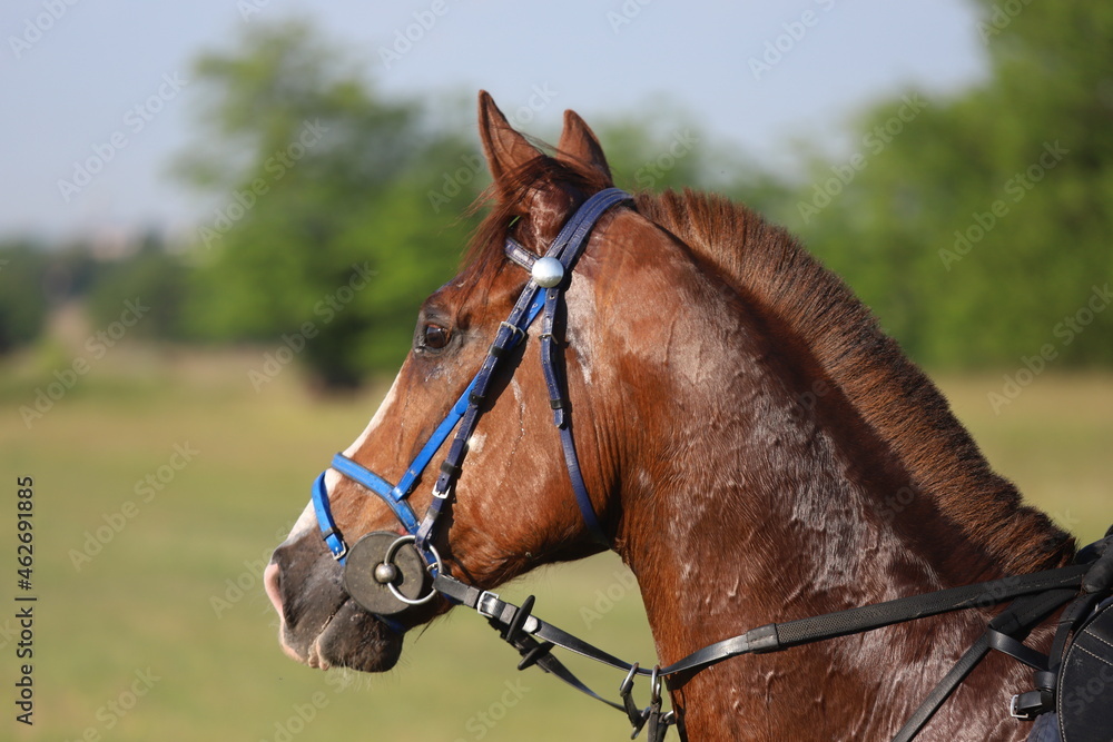 Head shot closeup portrait of a young racehorse Head shot closeup portrait of a young racehorse