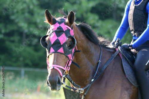 Head shot closeup portrait of a young racehorse