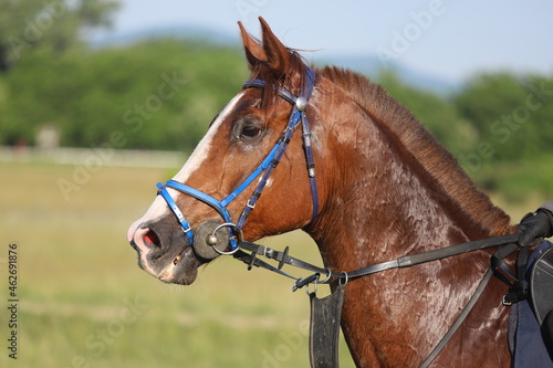 Head shot closeup portrait of a young racehorse © acceptfoto