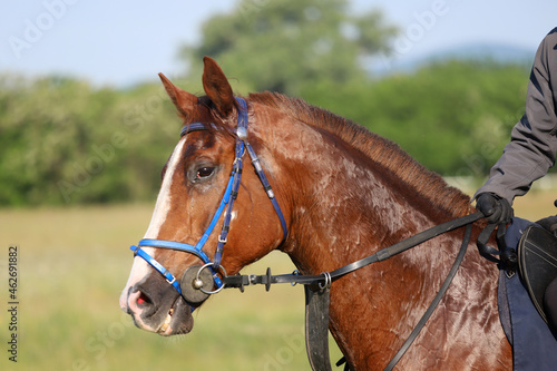 Head shot closeup portrait of a young racehorse