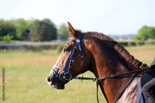 Head shot closeup portrait of a young racehorse