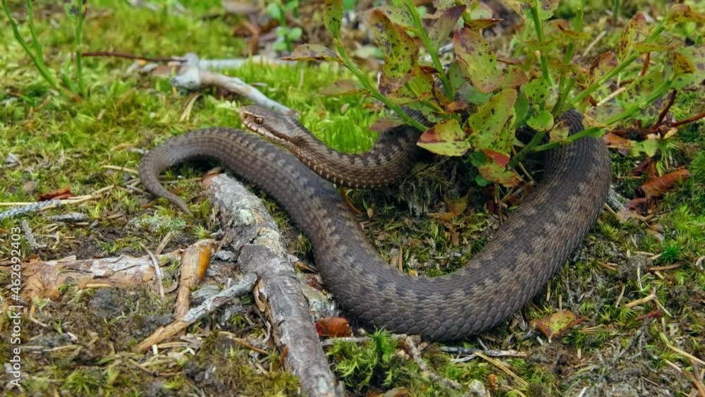Common European adder viper (Vipera berus) crawling on forest ground Common European adder viper (Vipera berus) crawling on forest ground