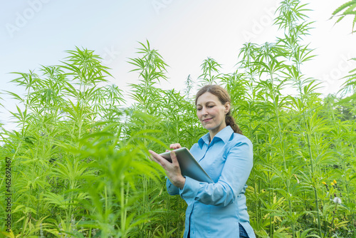 Woman using tablet in a hemp plantation photo