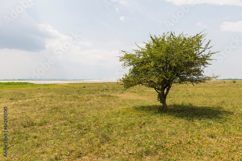 Austria, Burgenland, Nationalpark Neusiedler See, Seewinkel, tree on field photo