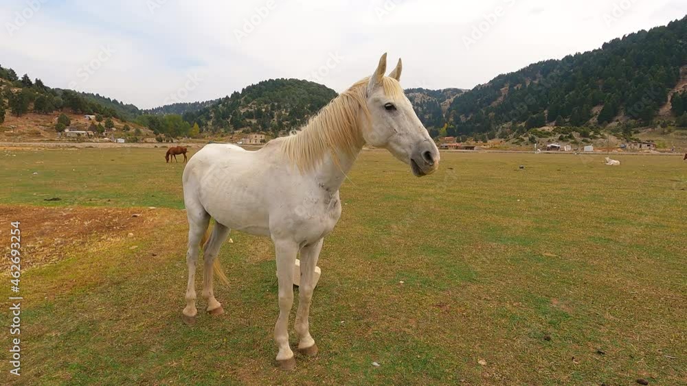 Cute white horse standing on grass. Wild horse Cute white horse standing on grass. Wild horse