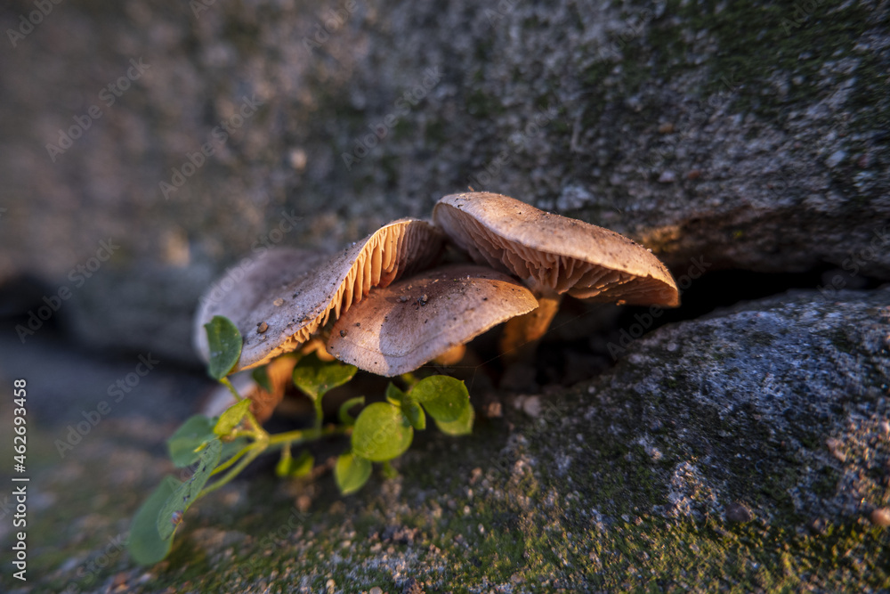 mushrooms in the city