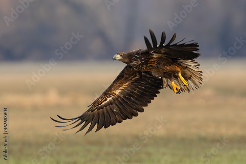 Young white-tailed eagle, haliaeetus albicilla, landing on field in autumn. Immature bird of prey flying over the glade in fall. Juvenile feathered predator with open wings. © WildMedia