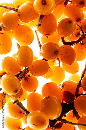 Quadro su tela Large group of sea buckthorn berries.