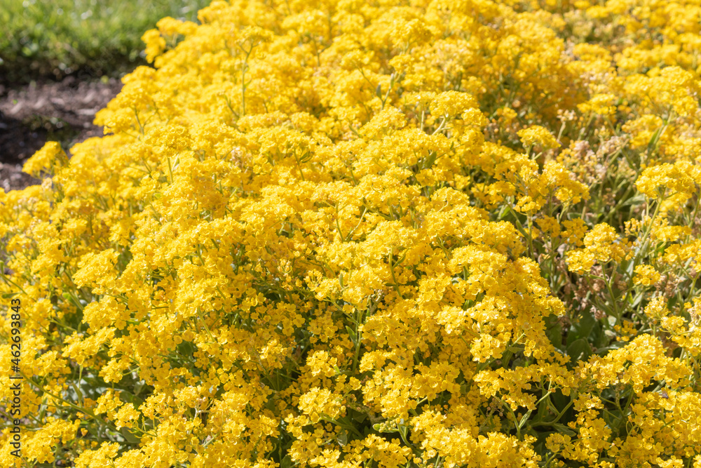 A yellow brassicaceae in the park. A yellow brassicaceae in the park.