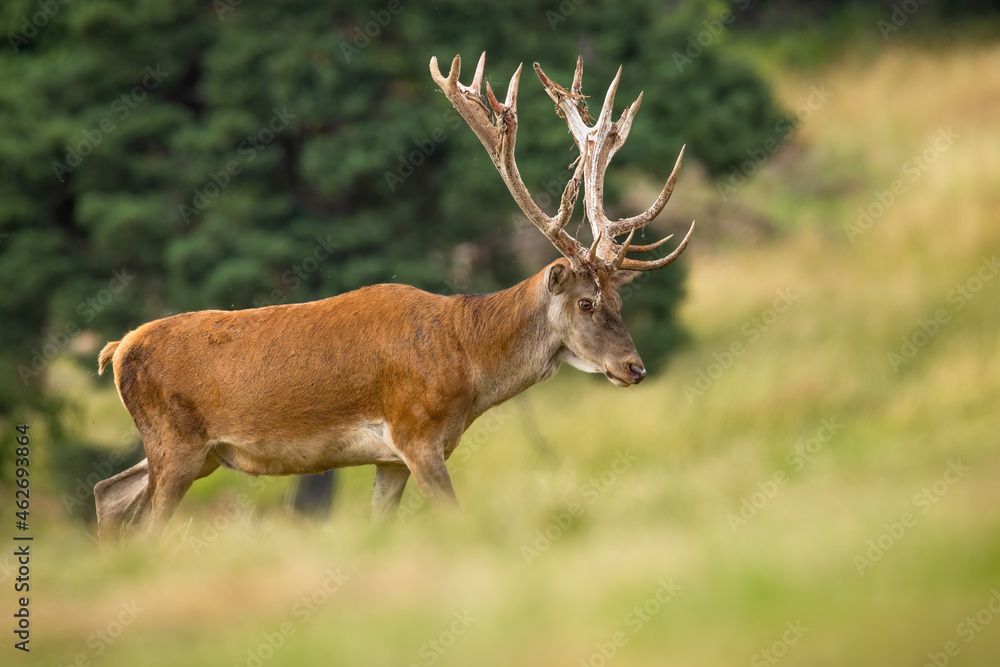 Red deer, cervus elaphus, walking on grassland in summertime nature. Stag marching on field in summer. Antlered mammal going on meadow. Red deer, cervus elaphus, walking on grassland in summertime nature. Stag marching on field in summer. Antlered mammal going on meadow.