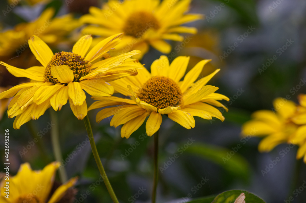 Yellow Flowers blooming in Late Autumn Yellow Flowers blooming in Late Autumn