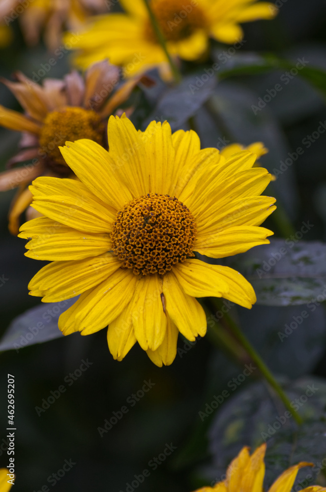 Obraz premium Yellow Flowers blooming in Late Autumn
