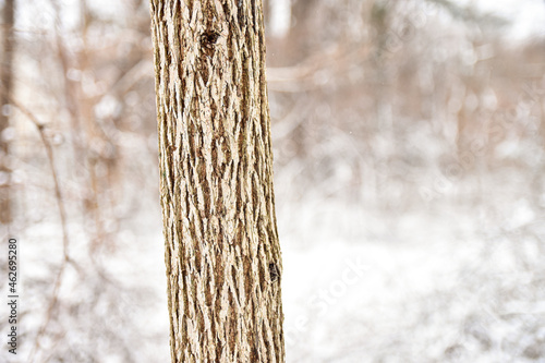 A tree trunk with deeply grooved bark stands with a blur of snowy woodland in the background.  Copy space. 