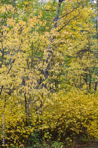 Fototapeta Naklejka Na Ścianę i Meble -  Autumn Colours in a Forest