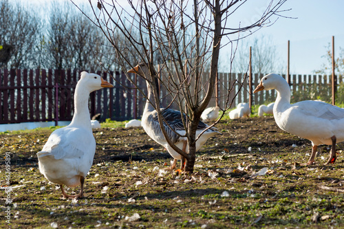 Obraz na płótnie White geese in the village in autumn w salonie