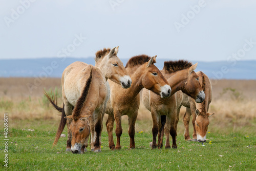 Przewalski horses (Equus ferus przewalskii). The Przewalski's horse or Dzungarian horse, is a rare and endangered subspecies of wild horse native to the steppes of central Asia.