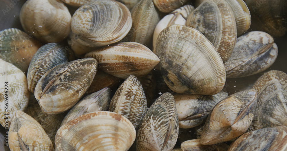 Fresh Raw clam in bowl Fresh Raw clam in bowl
