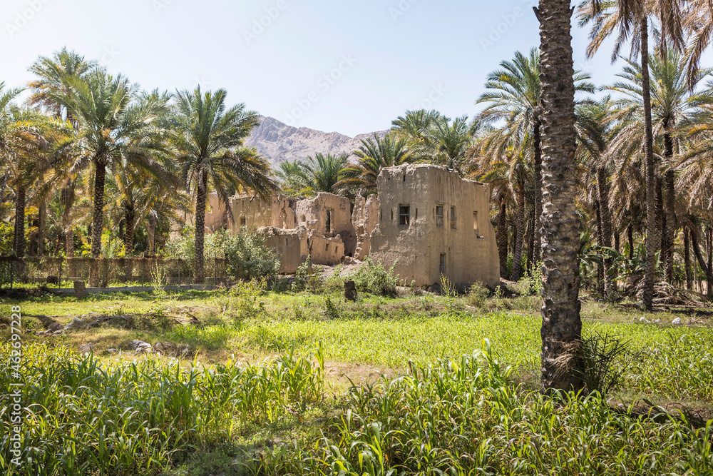 Oman, Al Batinah, Nakhal, Old ruins surrounded by palm trees
