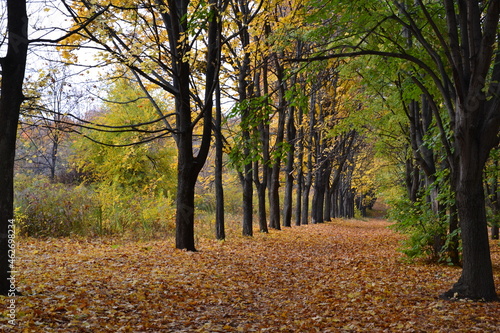 autumn in the park