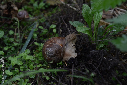 snail on a tree