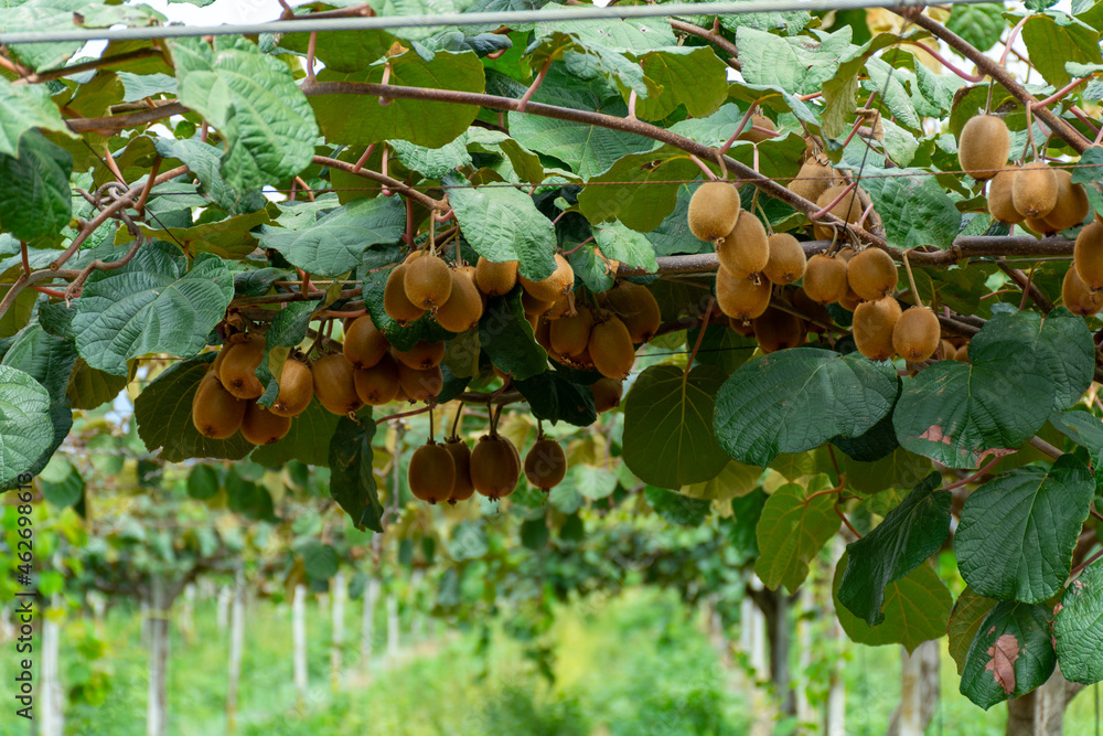 New harvest of ripe green kiwi fruits in orchard New harvest of ripe green kiwi fruits in orchard