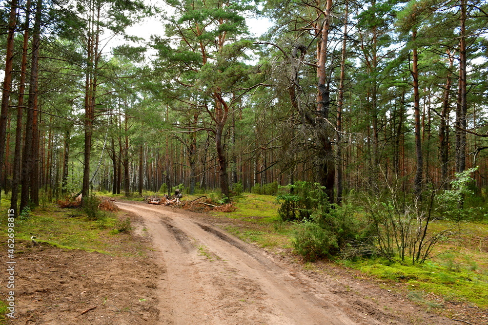Fototapeta premium A view of a dirt path leading through a dense coniferous forest full of trees, shrubs, herbs, and other kinds of flora seen on a sunny summer day in Poland during a countryside hike
