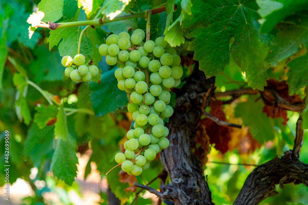 Bunches of white wine grapes ripening on vineyards near Terracina, Lazio, Italy