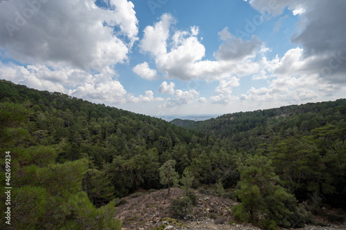 Evergreen pine trees growing in high Troodos mountains on Cyprus