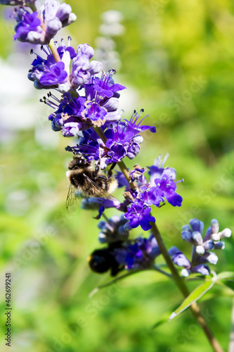 Monk's pepper, Vitex agnus-castus photo