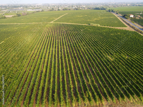 Aerial view on green vineyards near Latina  Lazio  wine making in Italy