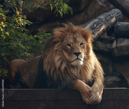 A beautiful portrait of a majestic lion against the background of mountains  logs. Lion in the zoo.