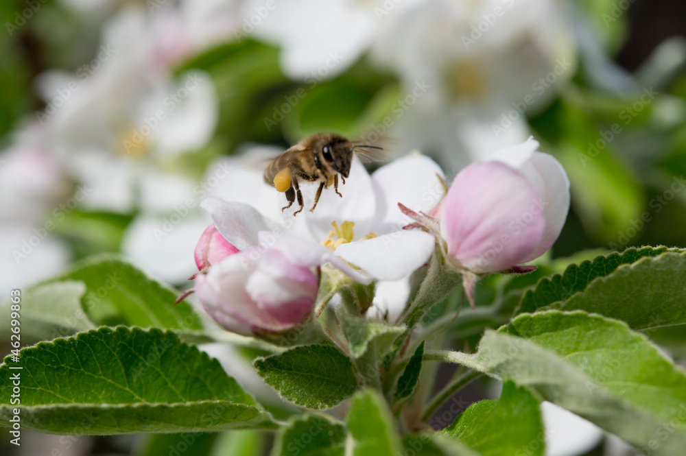 Bee on an apple blossom, Bavaria, Germany Bee on an apple blossom, Bavaria, Germany