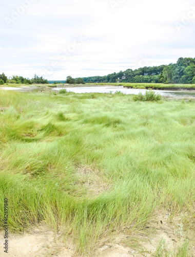 High marsh grasses (Spartina patens) and Disticlious spikata) at the West Meadow Marsh Complex in Stony Brook, Long Island, New York.  