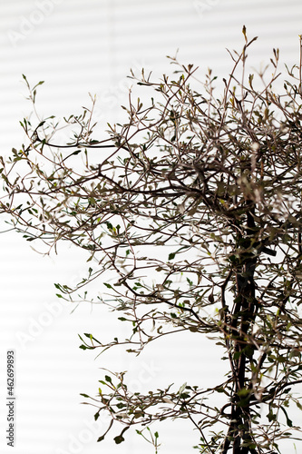 Twigs of Corokia cotoneaster in front of white background photo
