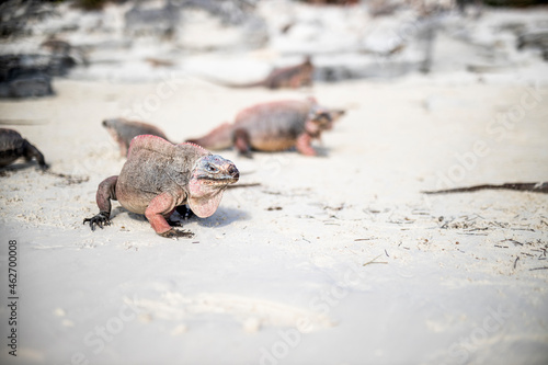 Iguanas on beach on Allen Cay, Bahamas, Caribbean photo