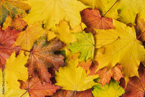Fall multicolored maple leaves. Autumn, thanksgiving day concept. Close-up and top view