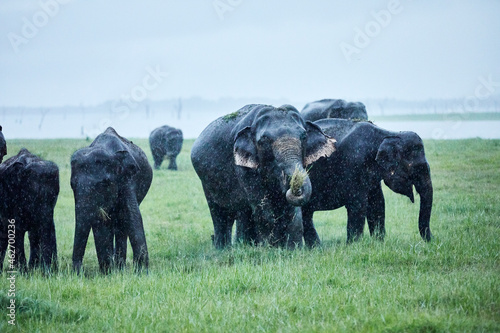 Indian elephants grazing at Kaudulla National Park against clear sky photo