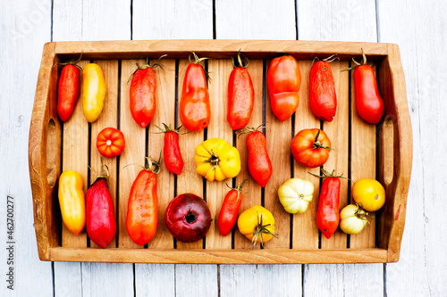 Tray with various tomatoes, stage of ripeness, overripe, ripe, rotten, mouldy photo