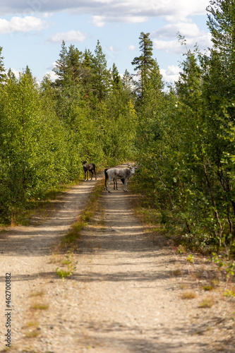 Reindeers on a sand road path in Swedish lapland. With trees on the side of the road and on a sunny day.