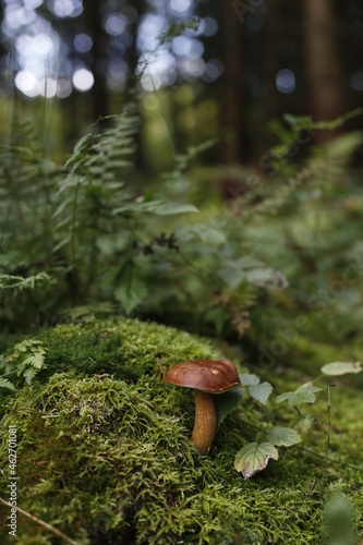 marone mushrooms in the forest photo