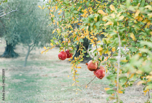 Turkey, Izmir Province, Foca, Pomegranates growing on tree photo