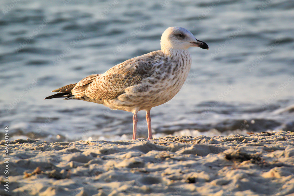 Portrait einer Mantelmöwe. Mantelmöwe am Strand der Ostsee. Portrait einer Mantelmöwe. Mantelmöwe am Strand der Ostsee.